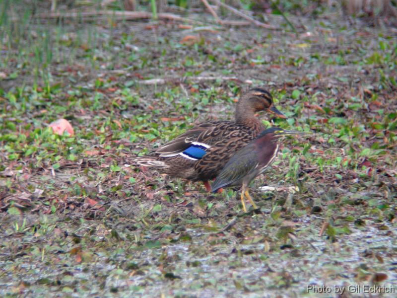 Mallard female & Green Heron 